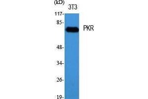 Western Blot (WB) analysis of specific cells using PKR Polyclonal Antibody. (EIF2AK2 Antikörper  (Thr392))