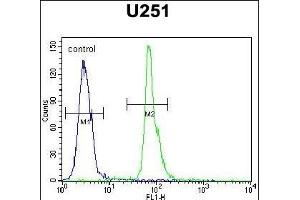 COPZ2 Antibody (C-term) (ABIN651368 and ABIN2840206) flow cytometric analysis of  cells (right histogram) compared to a negative control cell (left histogram). (COPZ2 Antikörper  (C-Term))