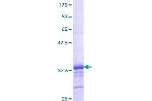 KLF2 Protein (AA 1-56) (GST tag)