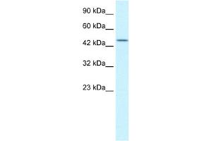 WB Suggested Anti-TCEB1 Antibody Titration:  0. (TCEB1 Antikörper  (N-Term))