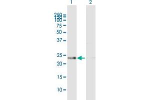 Western Blot analysis of PRDX4 expression in transfected 293T cell line by PRDX4 MaxPab polyclonal antibody. (Peroxiredoxin 4 Antikörper  (AA 1-271))