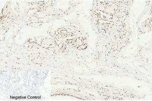 Immunohistochemical analysis of paraffin-embedded human breast tissue.