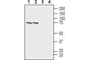 Western blot analysis of mouse (lanes 1 and 3) and rat (lanes 2 and 4) brain membranes: - 1,2. (SLC1A4 Antikörper  (C-Term, Intracellular))