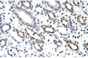 Immunohistochemical staining (Formalin-fixed paraffin-embedded sections) of human kidney with KHDRBS3 polyclonal antibody . (KHDRBS3 Antikörper  (AA 281-330))