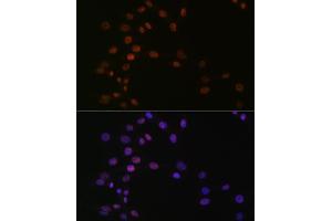 Immunofluorescence analysis of NIH-3T3 cells using L Rabbit mAb (ABIN7270266) at dilution of 1:100 (40x lens). (ASH2L Antikörper)