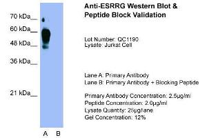 Host:  Rabbit  Target Name:  ESRRG  Sample Type:  Jurkat  Lane A:  Primary Antibody  Lane B:  Primary Antibody + Blocking Peptide  Primary Antibody Concentration:  2. (ESRRG Antikörper  (Middle Region))
