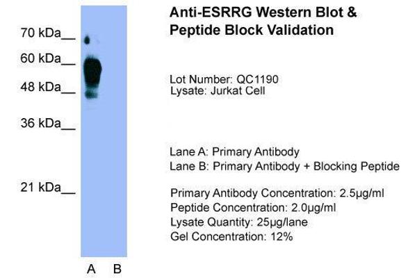 ESRRG Antikörper  (Middle Region)
