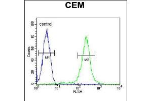 Flow cytometric analysis of CEM cells (right histogram) compared to a negative control cell (left histogram). (CFP Antikörper  (AA 197-223))