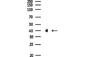 anti-Creatine Kinase, Mitochondrial 1A (CKMT1A) (N-Term) antibody