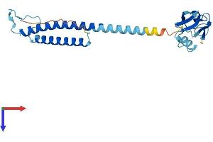 PSMD9 Protein (AA 1-223) (His tag)