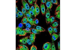 Confocal immunofluorescent analysis of p53 Antibody (T55) (ABIN390200 and ABIN2840687) with  cell followed by Alexa Fluor 488-conjugated goat anti-rabbit lgG (green). (p53 Antikörper  (AA 33-62))