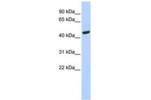 Image no. 1 for anti-Tryptophanyl-tRNA Synthetase (WARS) (AA 35-84) antibody (ABIN6749767) (WARS Antikörper  (AA 35-84))
