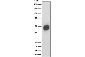 Western blot analysis of CD147 expression in RAW 264.