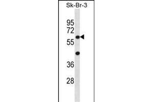 STXBP3 Antibody (Center) (ABIN656402 and ABIN2845696) western blot analysis in SK-BR-3 cell line lysates (35 μg/lane). (STXBP3 Antikörper  (AA 145-171))