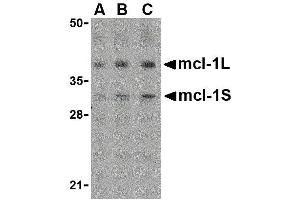 Western Blotting (WB) image for anti-Induced Myeloid Leukemia Cell Differentiation Protein Mcl-1 (MCL1) (Center) antibody (ABIN2475516) (MCL-1 Antikörper  (Center))