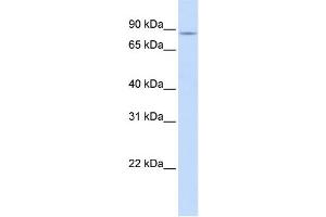 Western Blotting (WB) image for anti-Solute Carrier Family 26, Member 3 (SLC26A3) antibody (ABIN2457907) (SLC26A3 Antikörper)