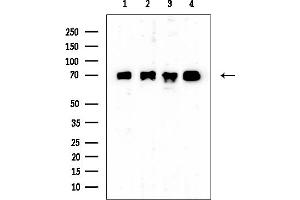 anti-Calcium Responsive Transcription Factor (CARF) (Internal Region) antibody