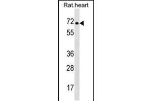 Western blot analysis in rat heart tissue lysates (35ug/lane).