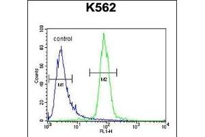 hCG_2024410 Antibody (C-term) (ABIN654993 and ABIN2850479) flow cytometric analysis of K562 cells (right histogram) compared to a negative control cell (left histogram). (hCG_2024410 (AA 187-215), (C-Term) Antikörper)