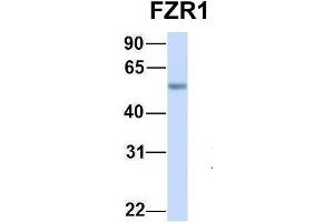 Host:  Rabbit  Target Name:  FZR1  Sample Type:  Human Fetal Lung  Antibody Dilution:  1. (FZR1 Antikörper  (N-Term))