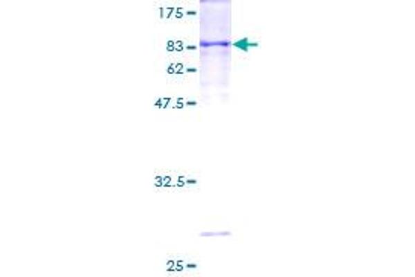 CYP1A1 Protein (AA 1-512) (GST tag)