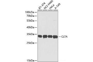 Western blot analysis of extracts of various cell lines using CLTA Polyclonal Antibody at dilution of 1:3000. (CLTA Antikörper)