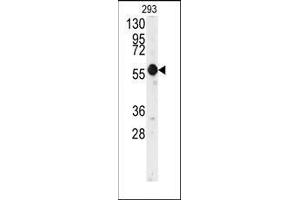 Western blot analysis of anti-E2F1 Antibody in 293 cell line lysates (35ug/lane). (E2F1 Antikörper  (His357))
