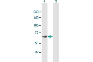 Western Blot analysis of RPA1 expression in transfected 293T cell line by RPA1 MaxPab polyclonal antibody. (RPA1 Antikörper  (AA 1-616))