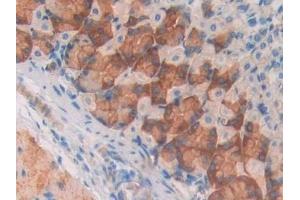 Immunohistochemistry (IHC) image for anti-Monoamine Oxidase A (MAOA) (AA 229-428) antibody (ABIN7438517)