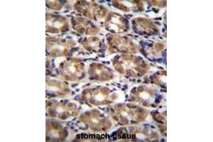AXIN1 Antibody (C-term) immunohistochemistry analysis in formalin fixed and paraffin embedded human stomach tissue followed by peroxidase conjugation of the secondary antibody and DAB staining. (Axin Antikörper  (C-Term))