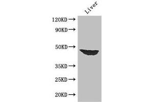 Western Blot Positive WB detected in: Mouse liver tissue All lanes: AFF4 antibody at 2. (AFF4 Antikörper  (AA 77-334))