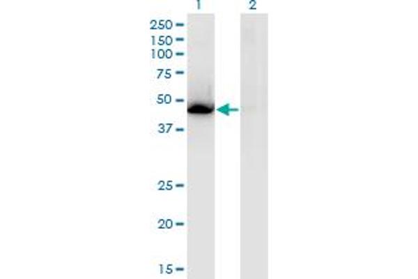 NR1H3 Antikörper  (AA 1-387)