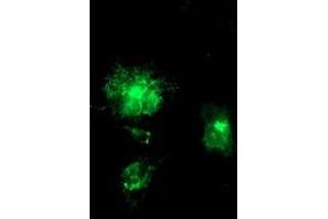 Anti-APP mouse monoclonal antibody (ABIN2455923) immunofluorescent staining of COS7 cells transiently transfected by pCMV6-ENTRY APP (RC221339). (APP Antikörper)
