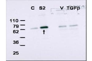 Western blot using  affinity purified anti-Smad2 to detect over-expressed Smad2 in COS cells (arrow). (SMAD2 Antikörper  (Internal Region))