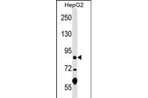 PGBD1 Antibody (Center) (ABIN1538337 and ABIN2848906) western blot analysis in HepG2 cell line lysates (35 μg/lane). (PGBD1 Antikörper  (AA 347-375))