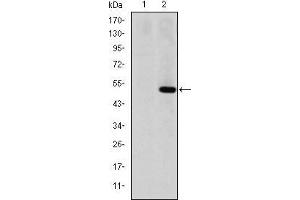 Western blot analysis using MMP1 mAb against HEK293 (1) and MMP1(AA: 24-213)-hIgGFc transfected HEK293 (2) cell lysate.