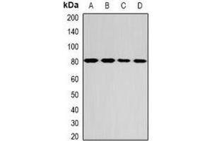 Western blot analysis of GPD2 expression in MCF7 (A), SW480 (B), mouse liver (C), mouse brain (D) whole cell lysates. (GPD2 Antikörper)