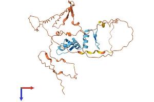KLF8 Protein (AA 1-355) (His tag)
