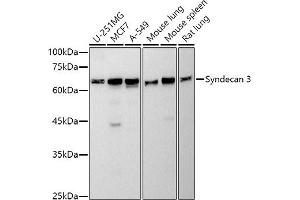 Western blot analysis of extracts of various cell lines, using Syndecan 3 antibody (ABIN7270679) at 1:500 dilution. (SDC3 Antikörper)