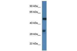 Western Blot showing Fscn1 antibody used at a concentration of 1. (Fascin Antikörper  (N-Term))