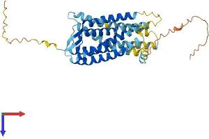 CCR10 Protein (AA 1-362) (His tag)