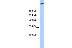 WB Suggested Anti-GOLGB1 Antibody Titration:  0. (Golgin B1 (GOLGB1) (N-Term) Antikörper)