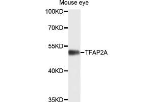 Western blot analysis of extracts of mouse eye, using TFAP2A antibody (ABIN4905393) at 1:1000 dilution. (TFAP2A Antikörper)