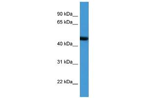 WB Suggested Anti-ADORA2A Antibody Titration: 0. (Adenosine A2a Receptor Antikörper  (N-Term))