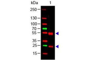 Image no. 1 for Rabbit anti-Pig IgG (Whole Molecule) antibody (ABIN799875) (Kaninchen anti-Schwein IgG (Whole Molecule) Antikörper)