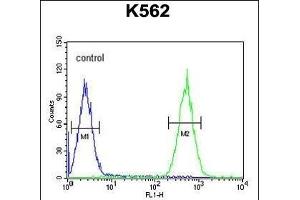 PURG Antibody (C-term) (ABIN654574 and ABIN2844278) flow cytometric analysis of K562 cells (right histogram) compared to a negative control cell (left histogram). (PURG Antikörper  (C-Term))