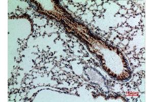 Immunohistochemistry (IHC) analysis of paraffin-embedded Mouse Lung, antibody was diluted at 1:100. (FGF18 Antikörper  (C-Term))