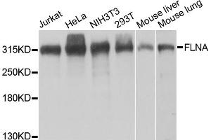 Western blot analysis of extracts of various cell lines, using FLNA antibody. (Filamin A Antikörper)