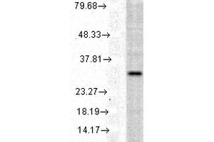 Western blot analysis of Human Cell line lysates showing detection of HO-1 protein using Rabbit Anti-HO-1 Polyclonal Antibody . (HMOX1 Antikörper  (HRP))