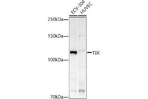 Western blot analysis of extracts of various cell lines, using TEK antibody (ABIN6127576, ABIN6148993, ABIN6148995 and ABIN6223056) at 1:500 dilution.